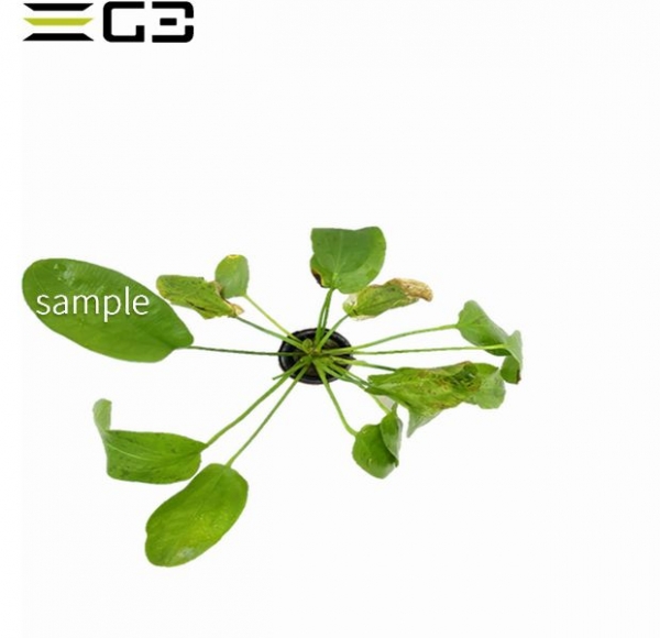 エキノドルス オゼロットグリーン Echinodorus ‘Ozelot Green’ 1束