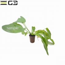 �����Υɥ륹 �������åȥ��꡼�� Echinodorus ��Ozelot Green�ǡ�  1«��