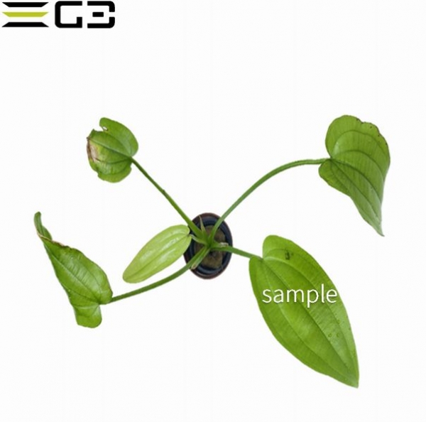 �����Υɥ륹 �饸���� Echinodorus razicans1«��