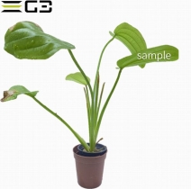 �����Υɥ륹 �饸���� Echinodorus razicans1«��