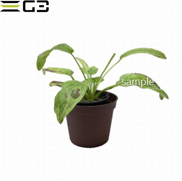 �����Υɥ륹 �ޡ��֥륯������ Echinodorus ��Marble Queen��1«��