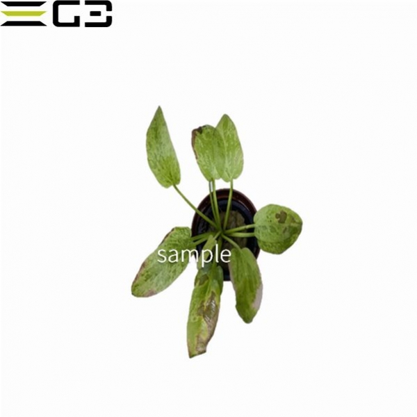 エキノドルス マーブルクィーン Echinodorus “Marble Queen”1束
