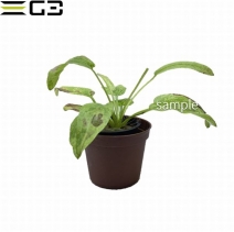 �����Υɥ륹 �ޡ��֥륯������ Echinodorus ��Marble Queen��1«��
