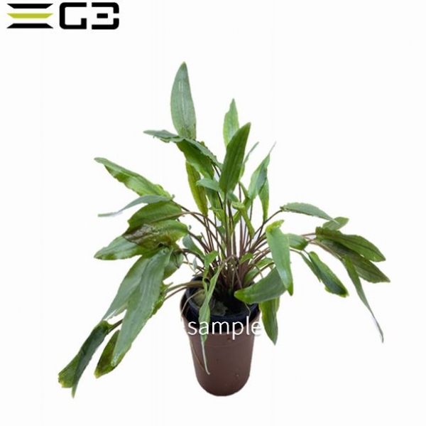 クリプトコリネ ペッチー Cryptocoryne petchii 1POT