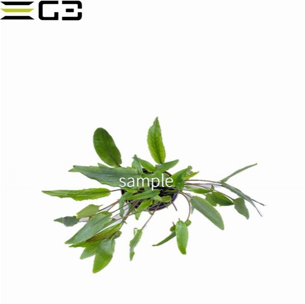 クリプトコリネ ペッチー Cryptocoryne petchii 1POT