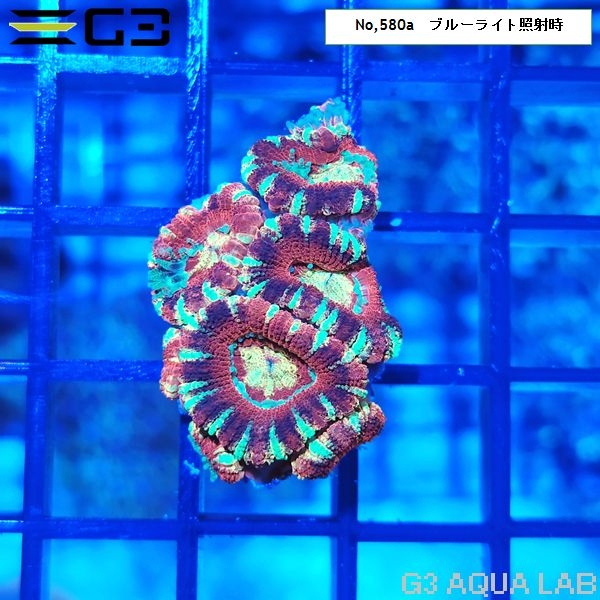 カクオオトゲキクメイシ ディープレッド(No,580a)