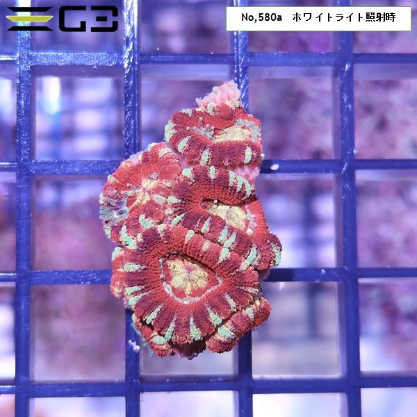 カクオオトゲキクメイシ ディープレッド(No,580a)