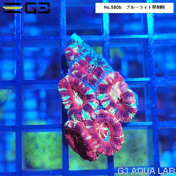 カクオオトゲキクメイシ ディープレッド(No,580b)