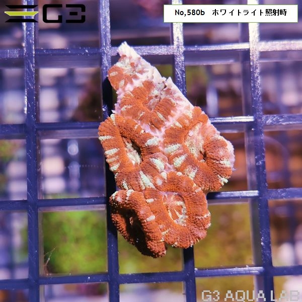 カクオオトゲキクメイシ ディープレッド(No,580b)