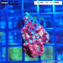 ���������ȥ������ᥤ�����ǥ����ץ�åɡ�No,580b��