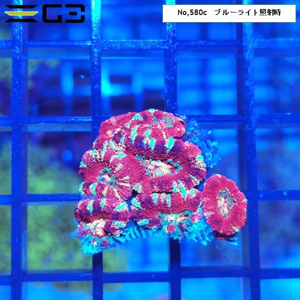 カクオオトゲキクメイシ ディープレッド(No,580c)
