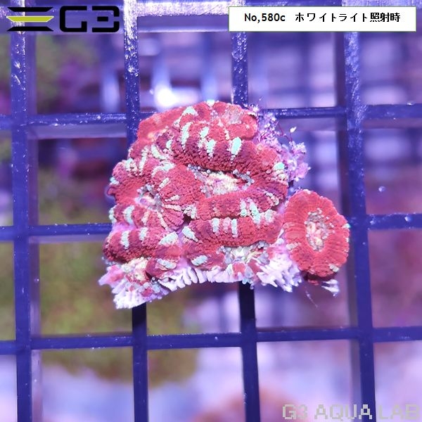 カクオオトゲキクメイシ ディープレッド(No,580c)