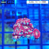 ���������ȥ������ᥤ�����ǥ����ץ�åɡ�No,580c��