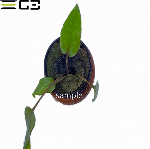 クリプトコリネ ウェンディーブラウン Cryptocoryne wendtii var.brown 1POT