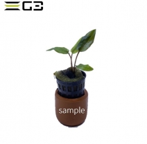 ����ץȥ���� ������ǥ����֥饦�� Cryptocoryne wendtii var.brown 1POT��