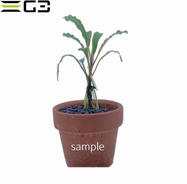 �֥��ե����ɥ� sp .�֥饦�ˡ� �ե��˥å���  1�� (����ץ����)��