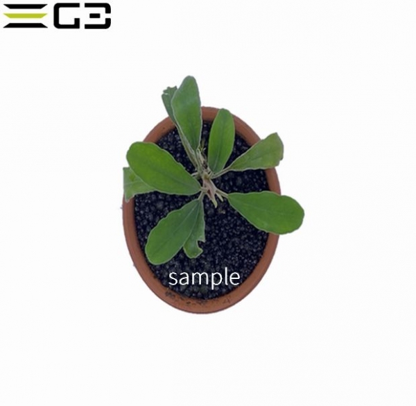 �֥��ե����ɥ� sp .�֥饦�ˡ� �ե��˥å���  1�� (����ץ����)��