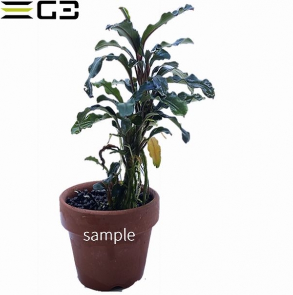 ブセファランドラ sp. クダガン グリーンロング 1本 (サンプル画像)