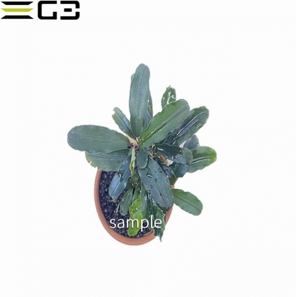 �֥��ե����ɥ� sp. �������� ���꡼����� 1�� (����ץ����)