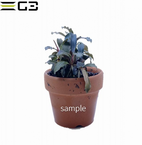 �֥��ե����ɥ�sp.�������ӡ����������꡼�� 1�� (����ץ����)