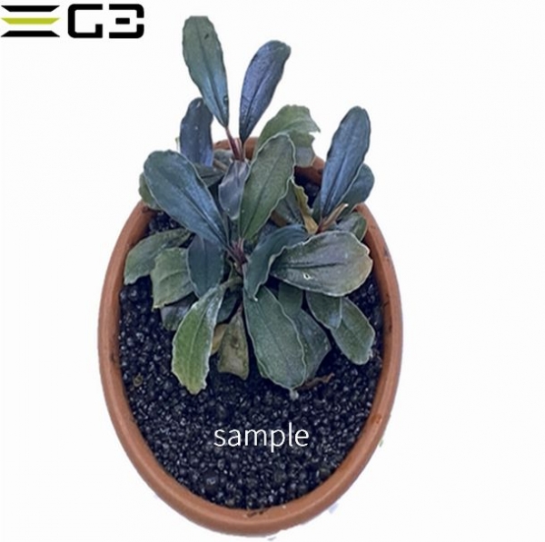 �֥��ե����ɥ�sp.�������ӡ����������꡼�� 1�� (����ץ����)