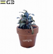 �֥��ե����ɥ�sp.�������ӡ����������꡼�� 1�� (����ץ����)