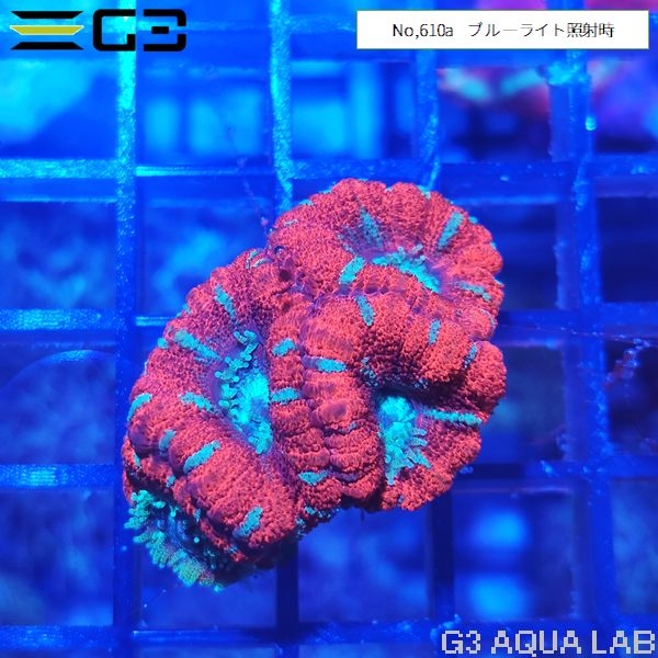 カクオオトゲキクメイシ レッド(No,610a)