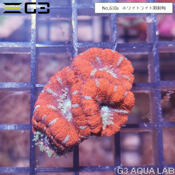カクオオトゲキクメイシ レッド(No,610a)