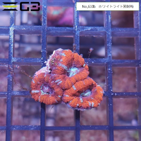 カクオオトゲキクメイシ レッド(No,610b)