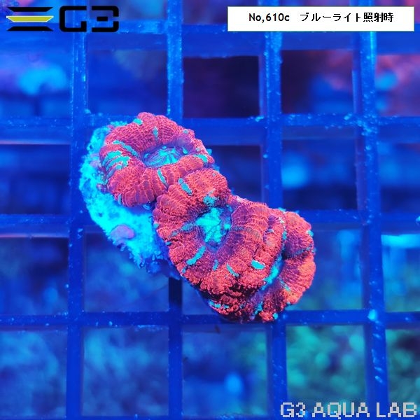 カクオオトゲキクメイシ レッド(No,610c)