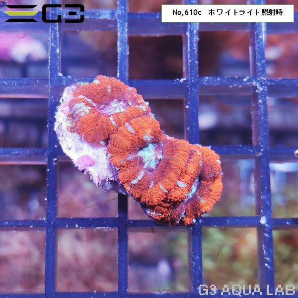 ���������ȥ������ᥤ������åɡ�No,610c��