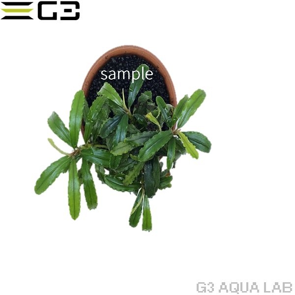 �֥��ե����ɥ�sp.�ӥ֥ꥹ�������֥롼  1�ܡʥ���ץ������