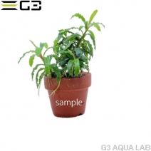 �֥��ե����ɥ�sp.�ӥ֥ꥹ�������֥롼  1�ܡʥ���ץ������