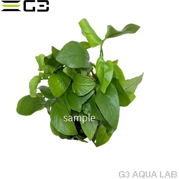 ���̥ӥ��� �ʥ� ������ǥ�1pot (����ץ������