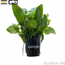 ���̥ӥ��� �ʥ� ������ǥ�1pot (����ץ������