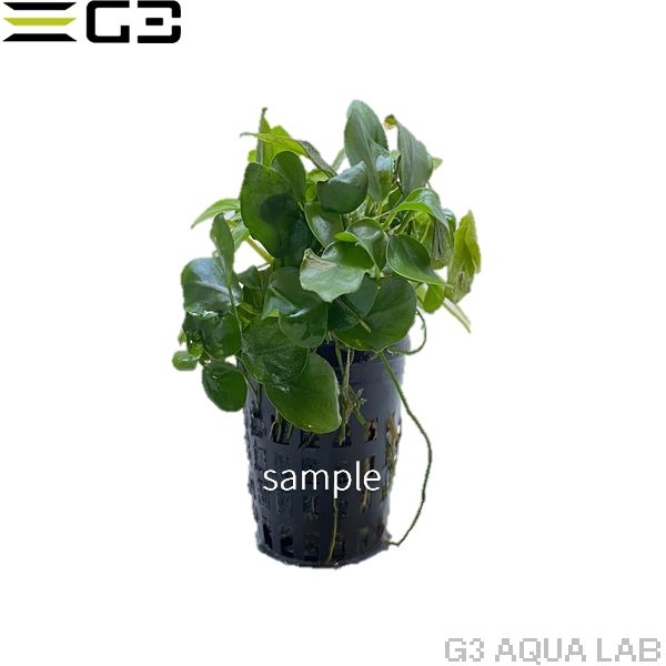 ���̥ӥ��� �ʥ� �ץ� 1pot (����ץ������
