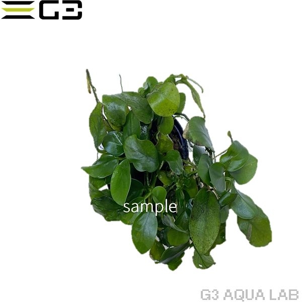 ���̥ӥ��� �ʥ� �ץ� 1pot (����ץ������