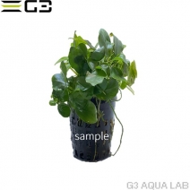 ���̥ӥ��� �ʥ� �ץ� 1pot (����ץ������