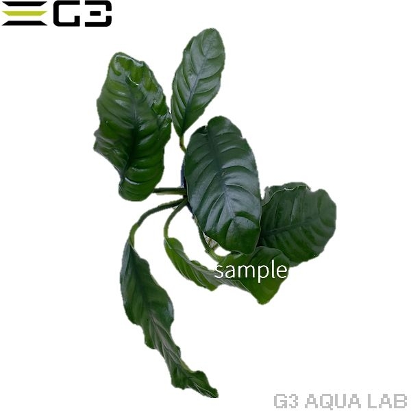 ���̥ӥ��� �����ҡ��ե��ꥢ 1pot (����ץ������