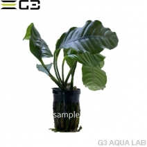 ���̥ӥ��� �����ҡ��ե��ꥢ 1pot (����ץ������