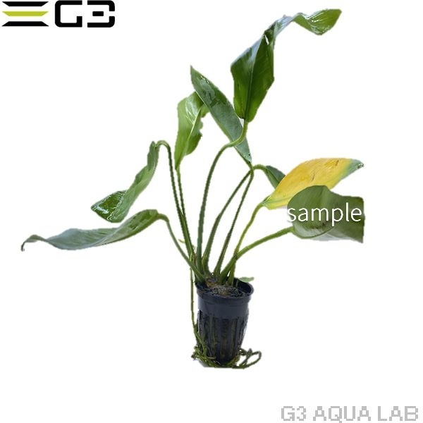 アヌビアス コンゲンシス 1pot (サンプル画像)