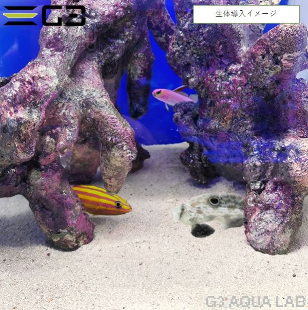 30cmキューブ水槽用 レイアウトセット 「アーチレイアウトセット」