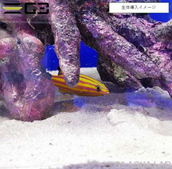 30cmキューブ水槽用 レイアウトセット 「洞窟レイアウトセット」