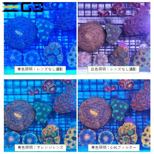 zoox ���������V2�ܥץ饹 [4540103090479]