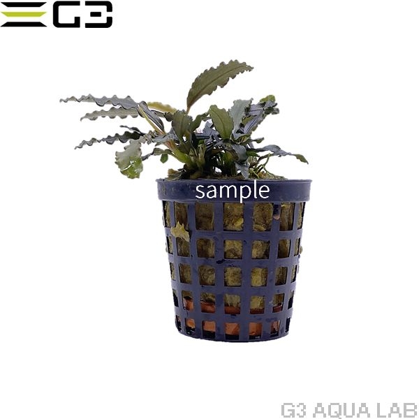 �֥��ե����ɥ� sp . �ӥ֥ꥹ  1�� (����ץ����)��