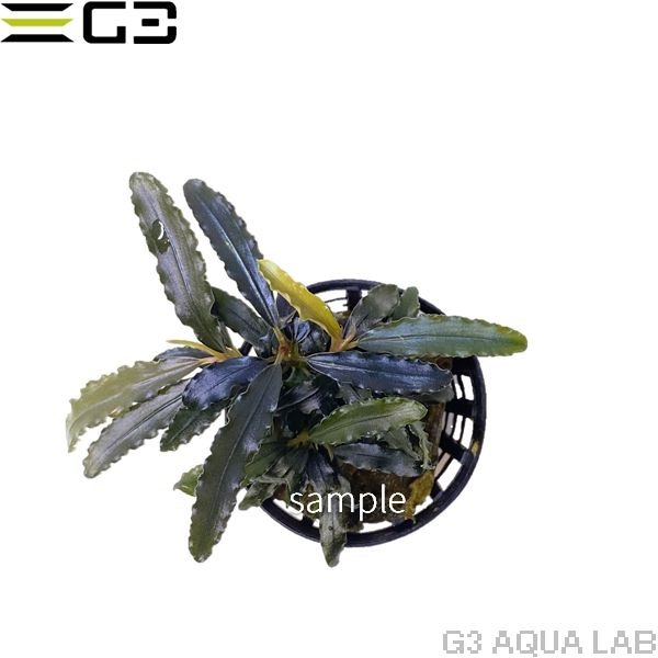 �֥��ե����ɥ� sp . �ӥ֥ꥹ  1�� (����ץ����)��