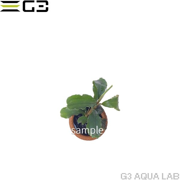 �֥��ե����ɥ� sp . ���꡼�� �٥�٥å� 1�� (����ץ����)��