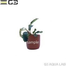 �֥��ե����ɥ� sp . ���꡼�� �٥�٥å� 1�� (����ץ����)��