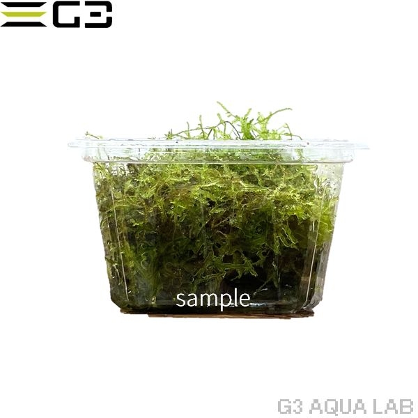 ウィローモス vesicularia Dubyana 1カップ