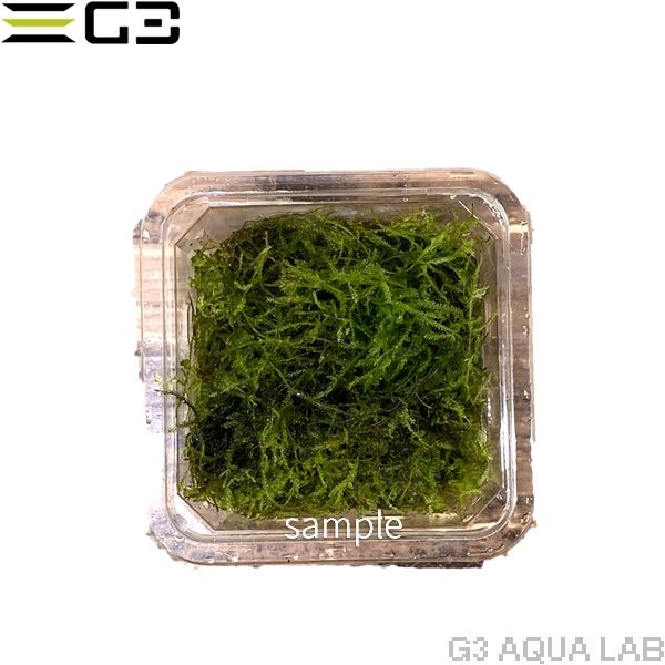 ウィローモス vesicularia Dubyana 1カップ